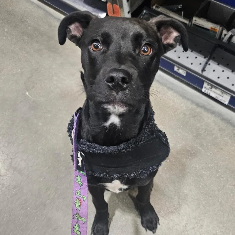 Rambo F.k.a Espresso