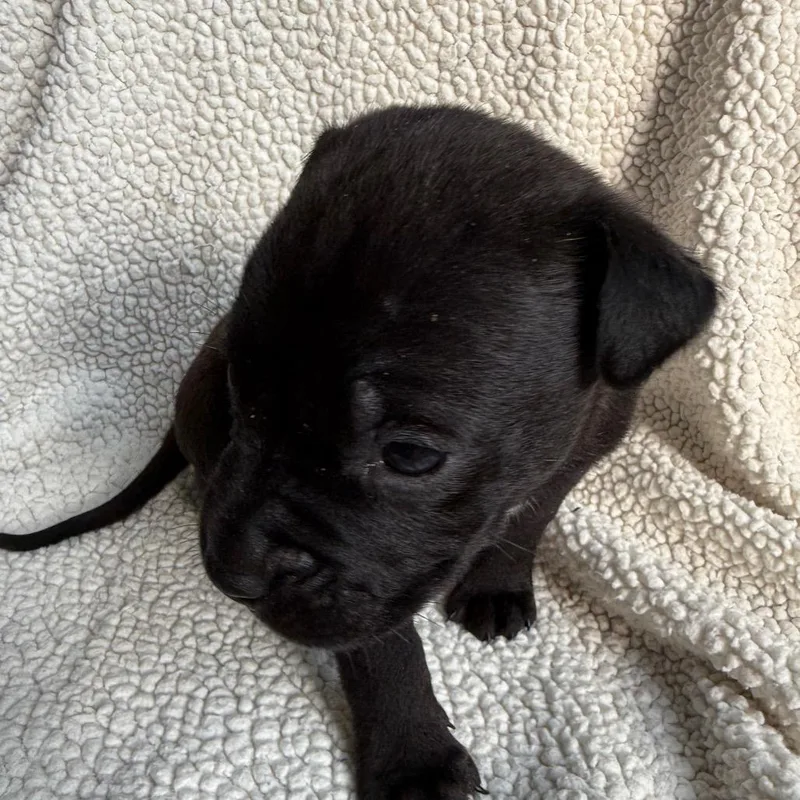 Rambo F.k.a Espresso thumbnail 2