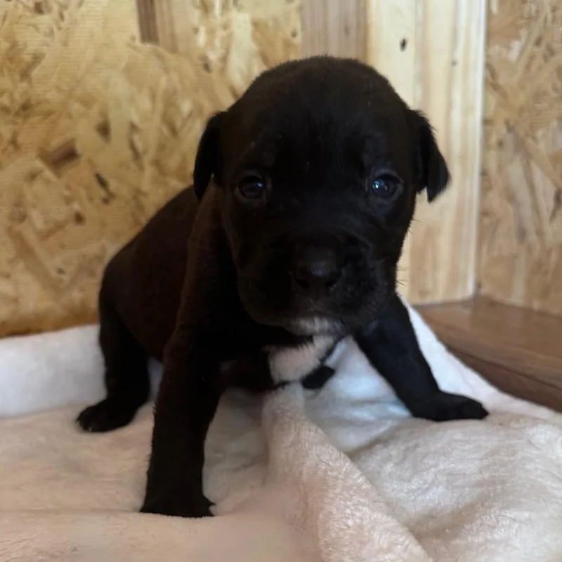 Rambo F.k.a Espresso thumbnail 3