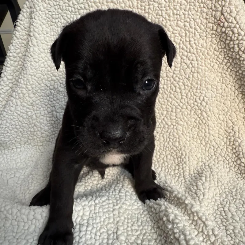 Rambo F.k.a Espresso thumbnail 4