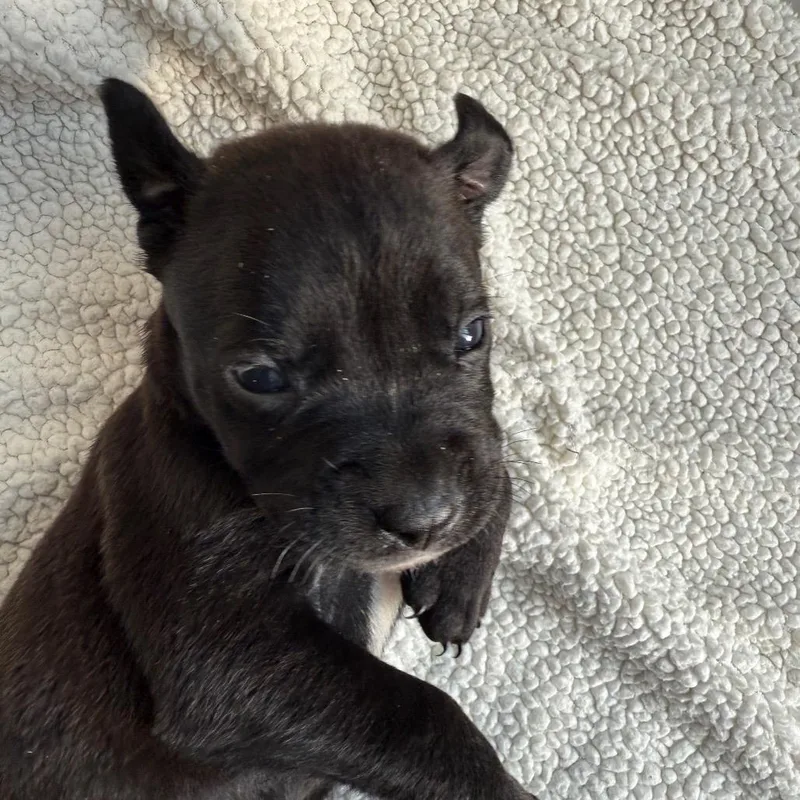 Rambo F.k.a Espresso thumbnail 5