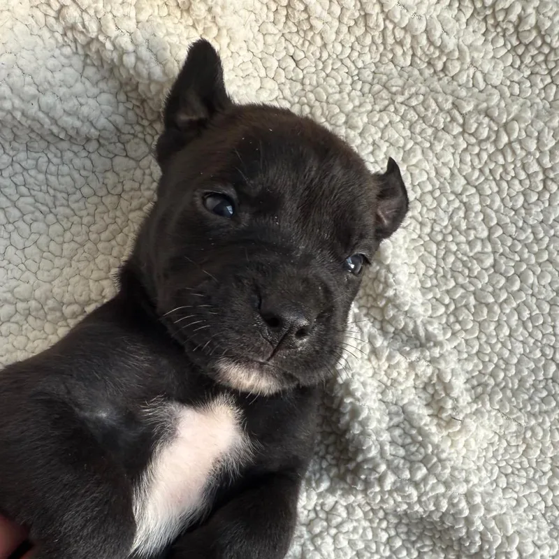 Rambo F.k.a Espresso thumbnail 6