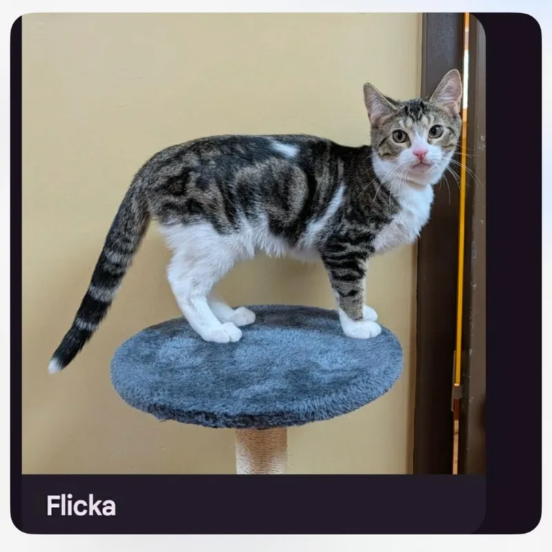 A baby small-sized female Brown / Chocolate Domestic Short Hair cat named Flicka for adoption in Hagerstown, MD