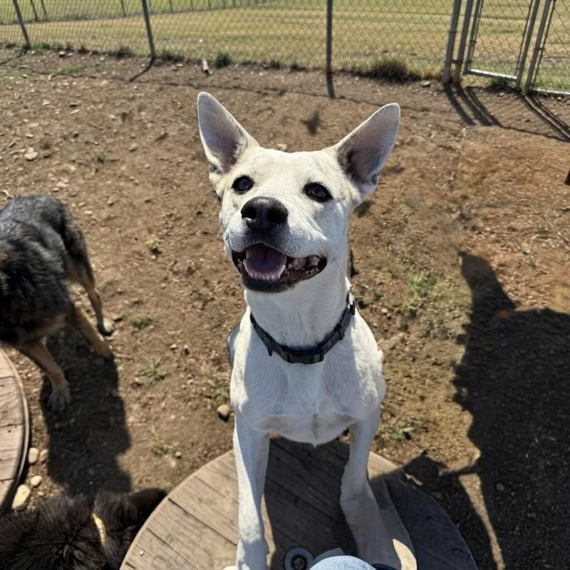 An adult medium-sized male White / Cream Australian Cattle Dog / Blue Heeler dog named Miller for adoption in SPRINGFIELD, OH