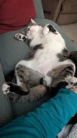 A young medium-sized male White Domestic Short Hair cat named Harris for adoption in Neenah, WI