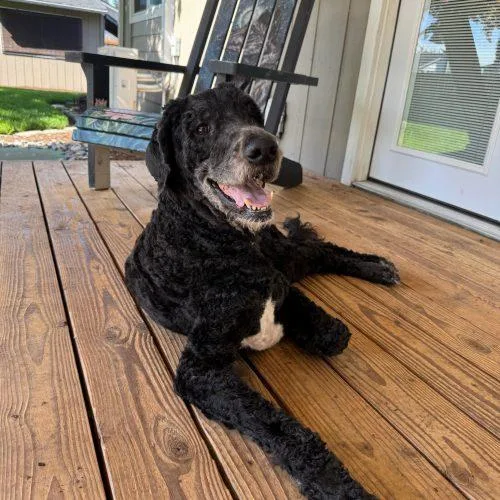 A young large-sized male Black Poodle dog named Bernie for adoption in Vancouver, WA