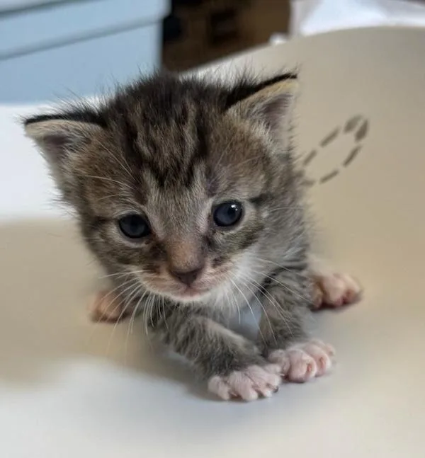 A baby small-sized male Domestic Short Hair cat named Salem for adoption in Great Falls, MT