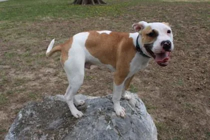 An adult large-sized male Pit Bull Terrier dog named Maximiliano for adoption in Kansas City, MO