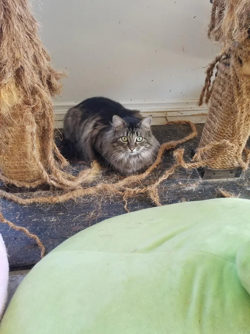 An adult large-sized female Maine Coon cat named Mia for adoption in Buena Park, CA