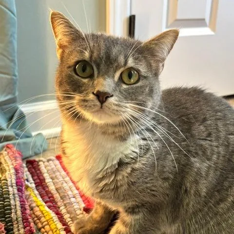 A young small-sized male Gray / Blue / Silver Domestic Short Hair cat named Desist for adoption in Gibsonia, PA