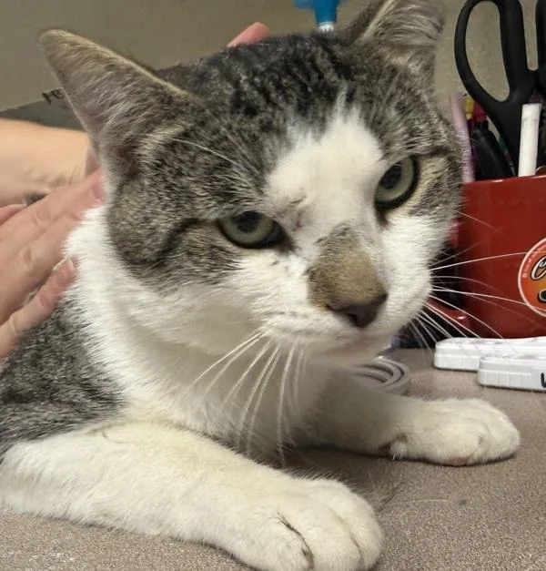 An adult small-sized male Domestic Short Hair cat named Pontiac for adoption in Salisbury, MD