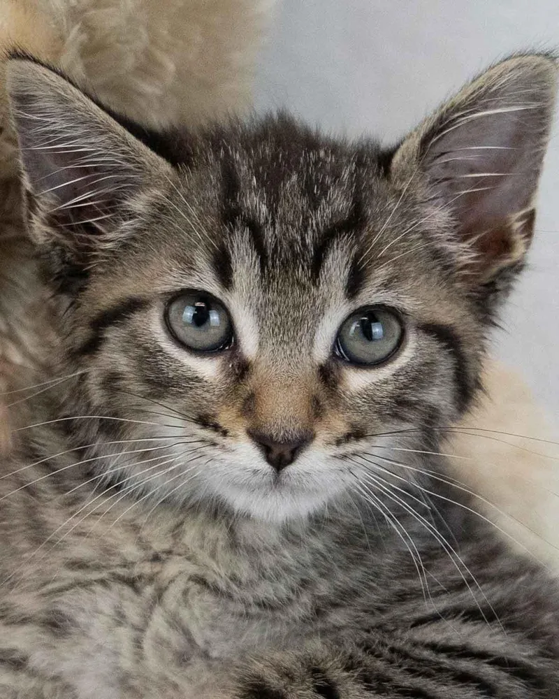 A baby medium-sized male Domestic Short Hair cat named Bumblebee for adoption in Kennesaw, GA