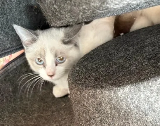 A baby small-sized female Domestic Short Hair cat named Misty for adoption in Mooresville, NC