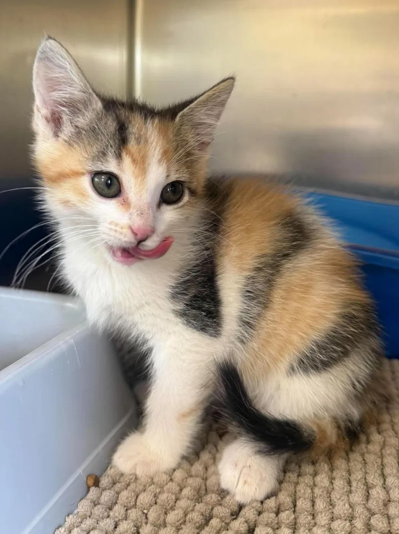 A baby medium-sized female Calico Domestic Short Hair cat named Caroline for adoption in Maryville, MO