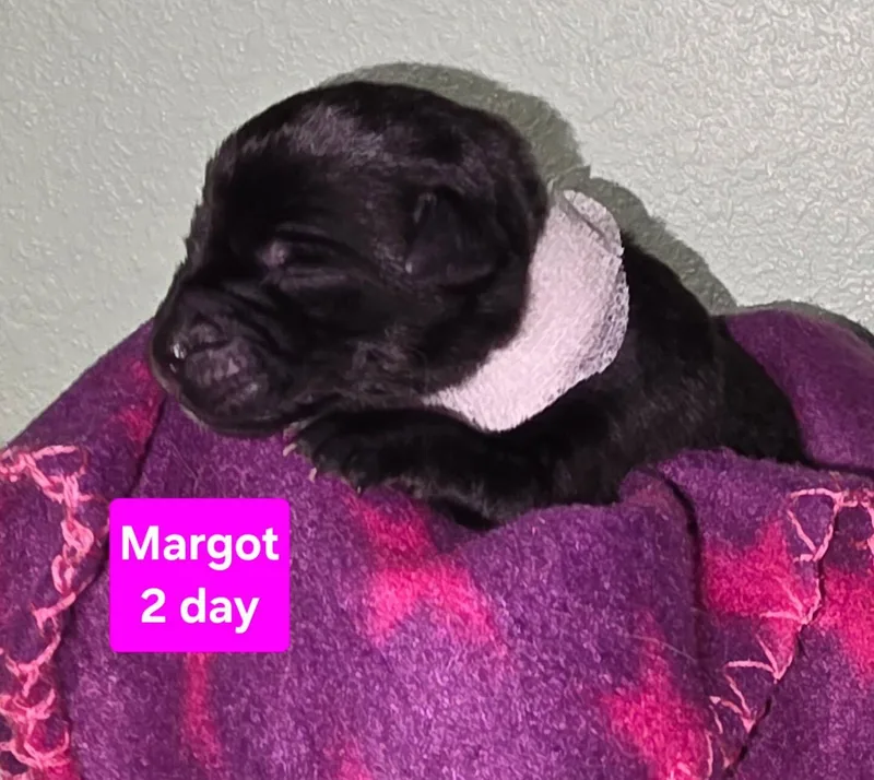 Margot