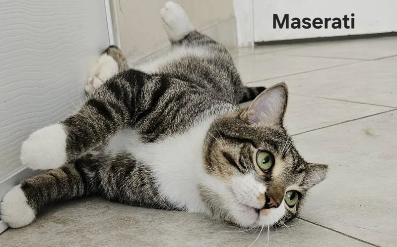 Maserati thumbnail 3