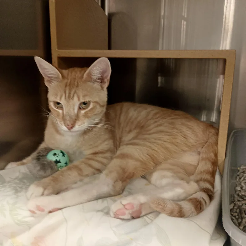 An adult medium-sized male Orange / Red Domestic Short Hair cat named Barkley for adoption in San Juan Capistrano, CA