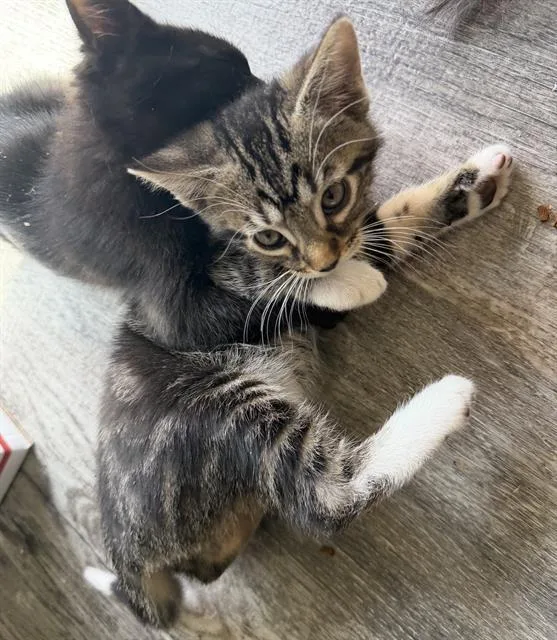 A baby small-sized male Domestic Short Hair cat named Brother Bear for adoption in Sacramento, CA