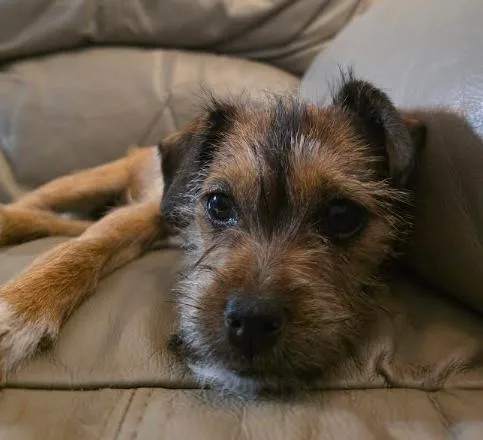 A baby small-sized female Brown / Chocolate Yorkshire Terrier dog named Lizzie for adoption in Manvel, TX
