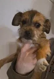 Lizzie thumbnail 3