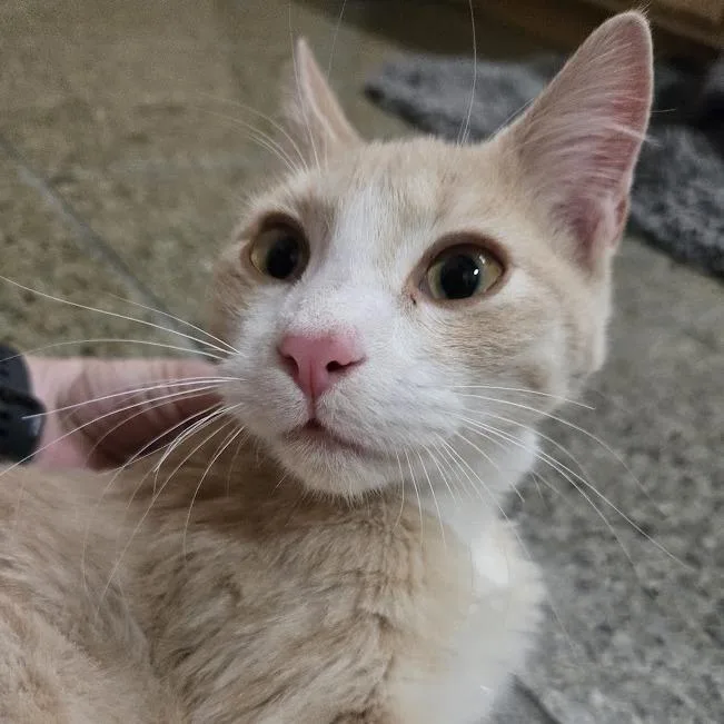 A baby small-sized male Buff / Tan / Fawn Domestic Short Hair cat named Chait for adoption in Sioux Falls, SD