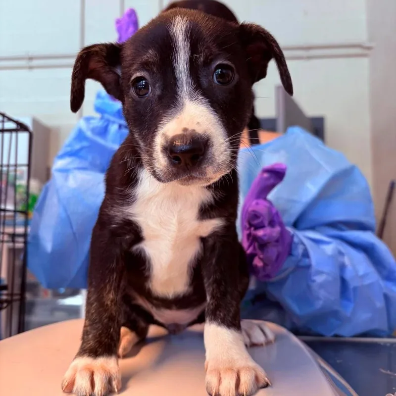 A baby small-sized female Black Mixed Breed dog named Bambina for adoption in Huntington, WV