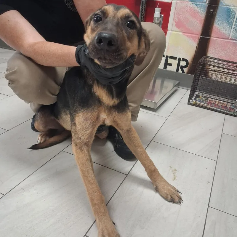 A young medium-sized female Black German Shepherd Dog dog named Evelyn for adoption in Lufkin, TX