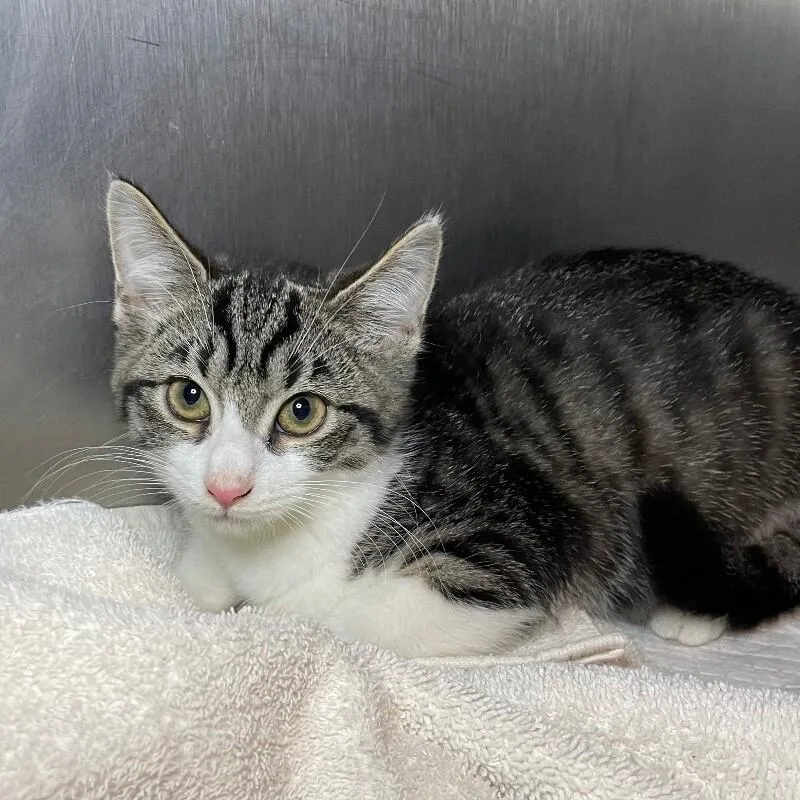 A young medium-sized male Domestic Long Hair cat named Bill for adoption in Roanoke, VA