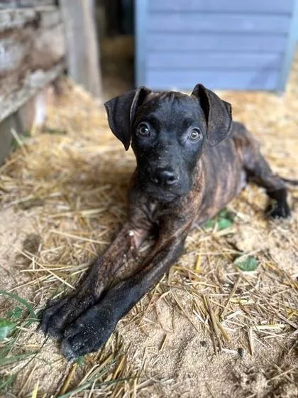 A baby large-sized male Terrier dog named Sailor for adoption in Malvern, PA