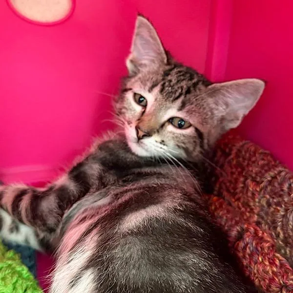 A baby small-sized male Domestic Short Hair cat named Race for adoption in Des Moines, IA