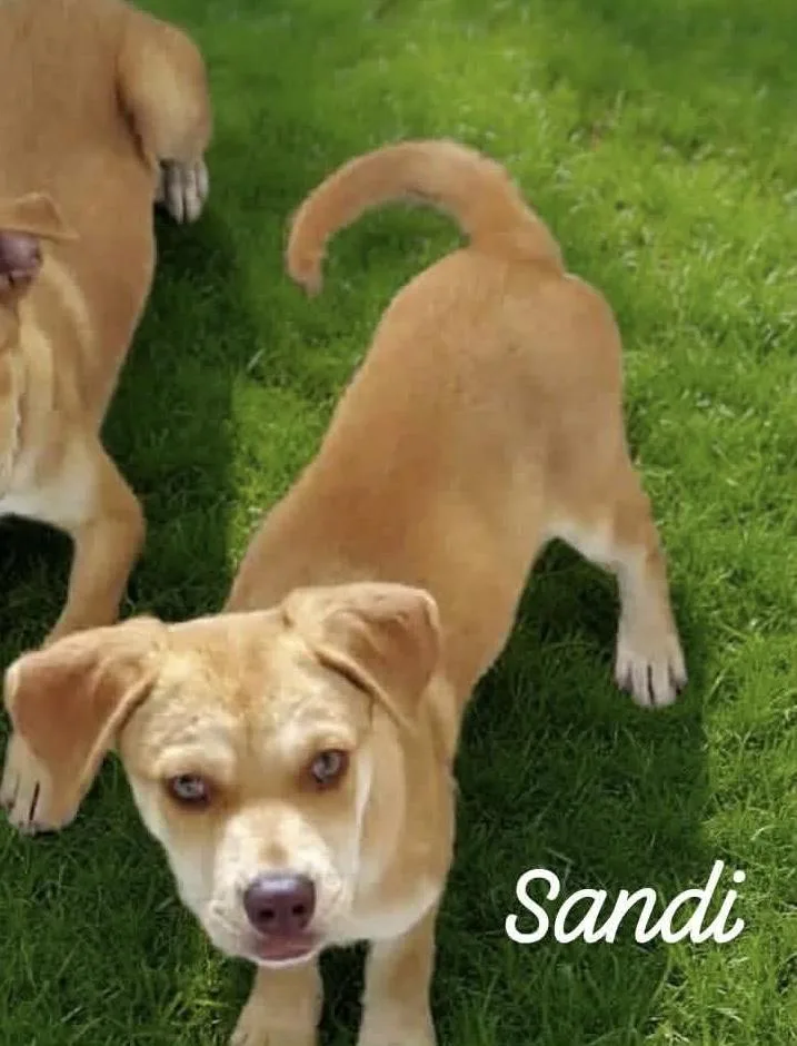 Sandi