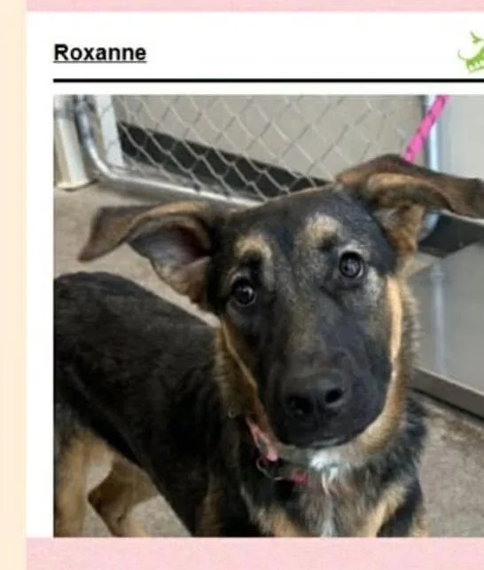 A young large-sized female Tricolor (Brown, Black, & White) German Shepherd Dog dog named Roxanne for adoption in Suamico, WI