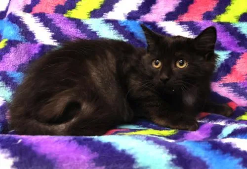 A young medium-sized male Exotic Shorthair cat named Napal for adoption in Thief River Falls, MN