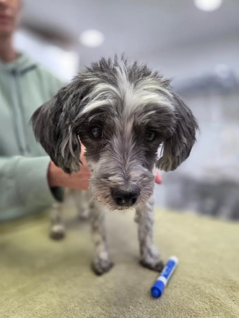 A senior small-sized male Poodle dog named Hoss for adoption in Brookings, OR