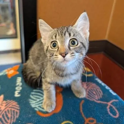 A baby small-sized female Tabby (Brown / Chocolate) Domestic Short Hair cat named Heddie for adoption in Rochester, MN