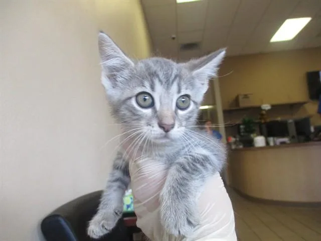 A baby small-sized female Domestic Short Hair cat named Layla for adoption in Ocala, FL