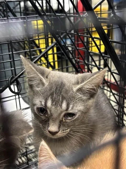 A baby small-sized female Domestic Short Hair cat named Rita for adoption in Miami, FL