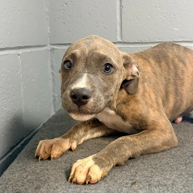 A baby small-sized male Brindle Pit Bull Terrier dog named Devens for adoption in Belleville, IL