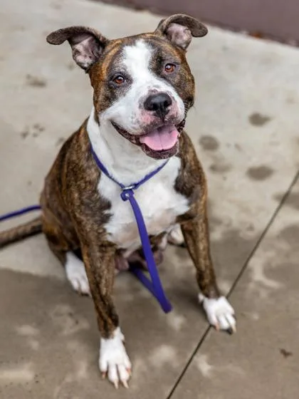 An adult large-sized female Mixed Breed dog named Mamita for adoption in Chamblee, GA