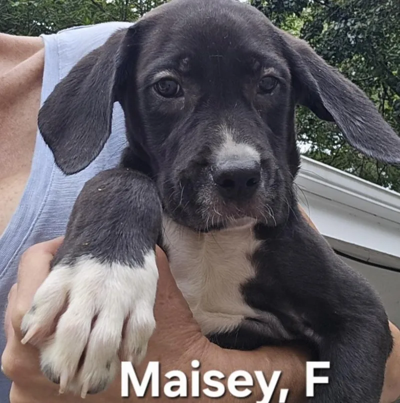 A baby medium-sized female Black Labrador Retriever dog named Maisey for adoption in Parma, OH