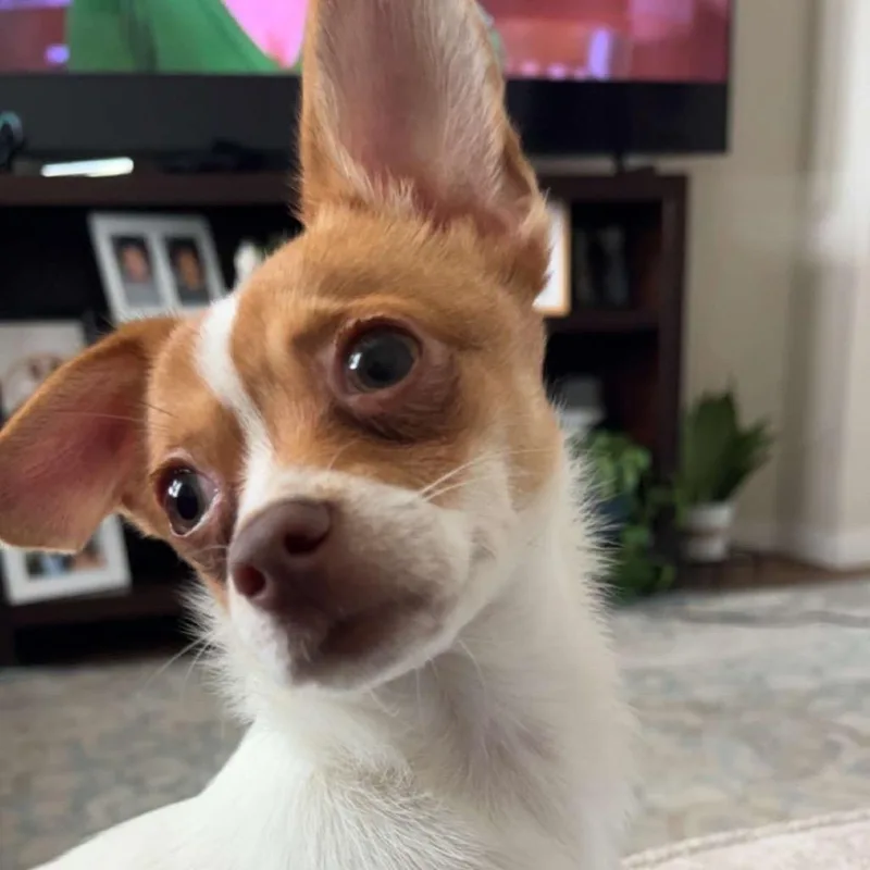 Taquito