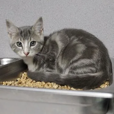 A baby small-sized male Gray / Blue / Silver Domestic Short Hair cat named Halo for adoption in Birmingham, AL
