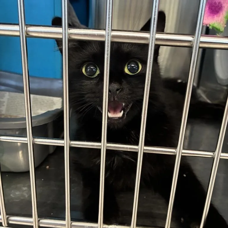 A young medium-sized female Black Domestic Long Hair cat named Clarisse La Rue for adoption in Tacoma, WA