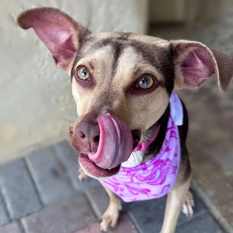 Nella AKA Burrito thumbnail 5