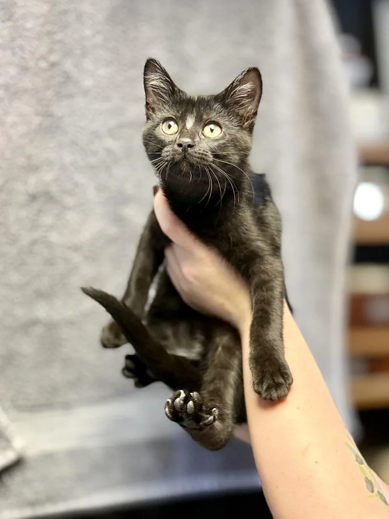 A baby medium-sized female Black Domestic Short Hair cat named Jenni for adoption in Anderson, IN