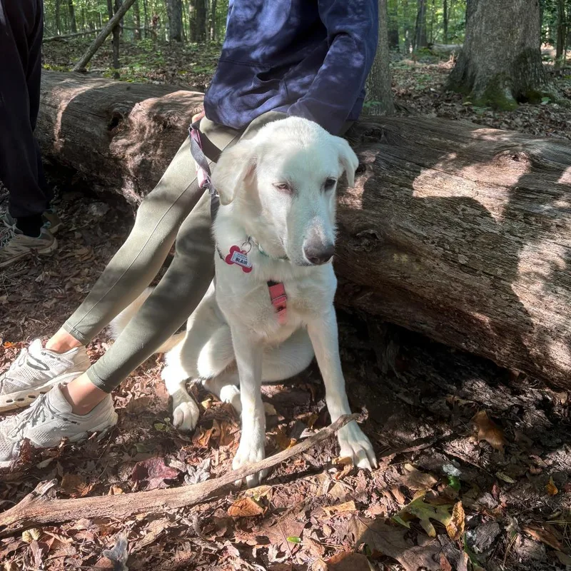 An adult medium-sized female White / Cream Great Pyrenees dog named Blair for adoption in Wake Forest, NC