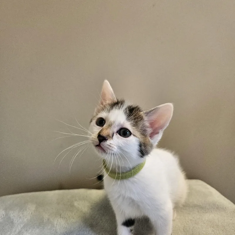Portia