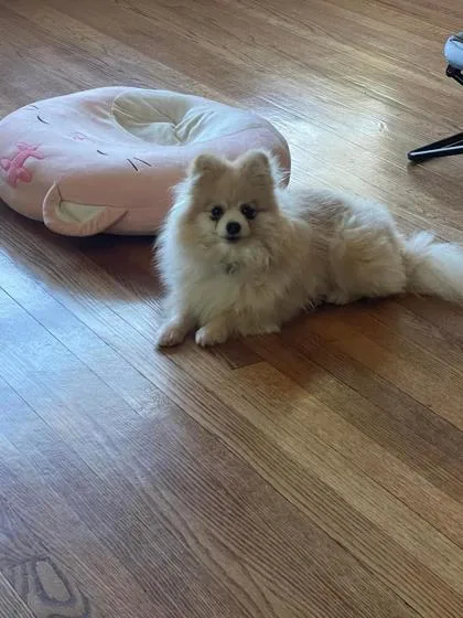 An adult small-sized female Pomeranian dog named Precious for adoption in Oak Creek, WI