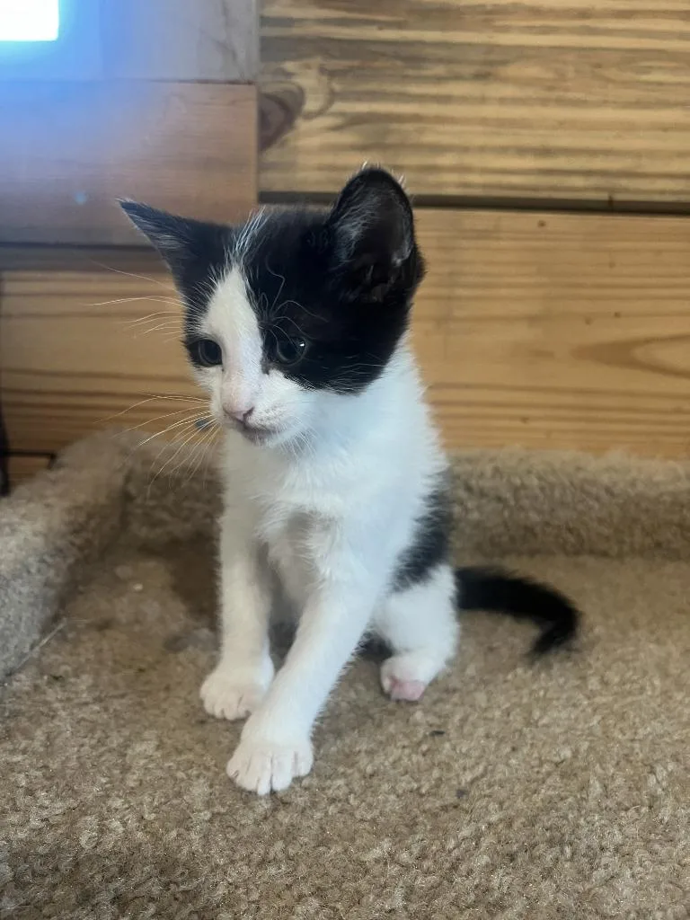 A baby medium-sized male Domestic Short Hair cat named Harry for adoption in St. Cloud, MN