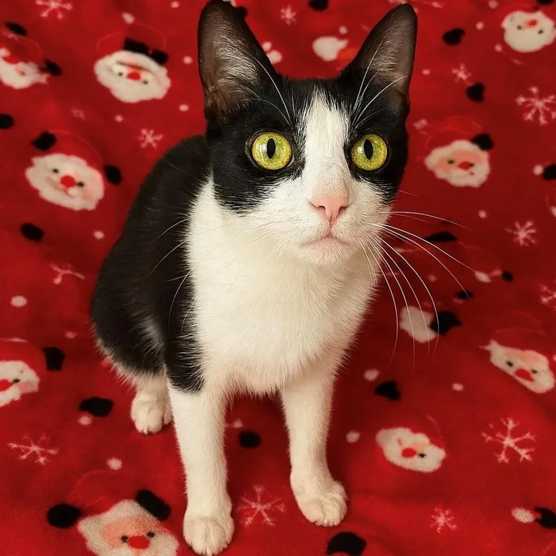 Tuxedo thumbnail 2